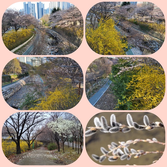 꽃 터널 춘천